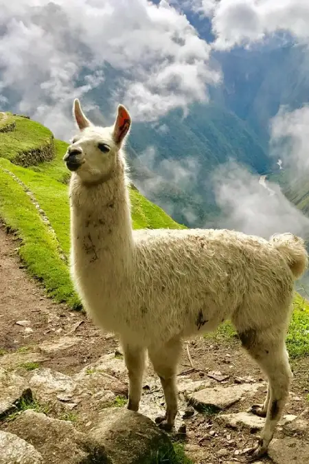 machu-picchu-treks-2-days
