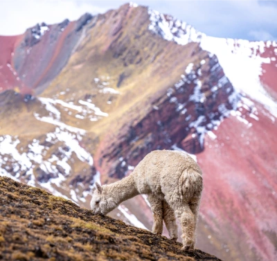 ausangate-trek-to-rainbow-mountain-and-machu-picchu