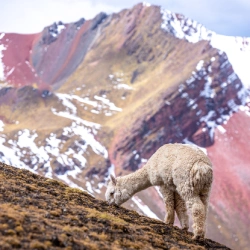 Rainbow Mountain to Ausangate 7 lakes trek 2 Days