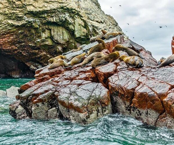 In the Paracas reserves, we can observe sea lions and other animals