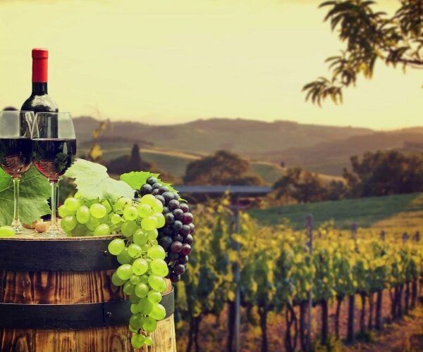 The wine distilleries in Ica, a genuine experience