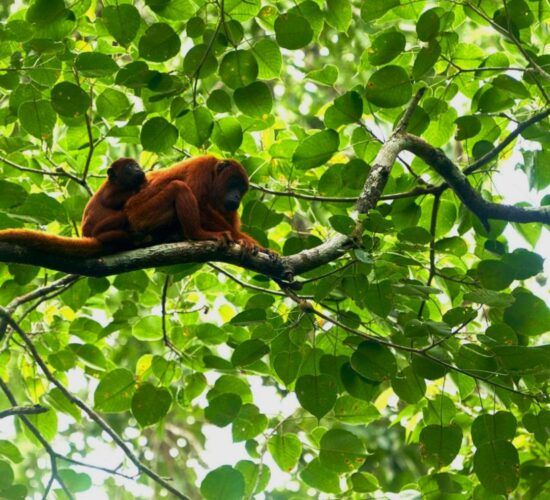 tambopata tour in 3 days