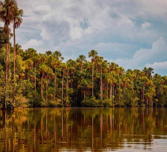 amazon tour, tambopata rainforest 4 days puerto maldonado