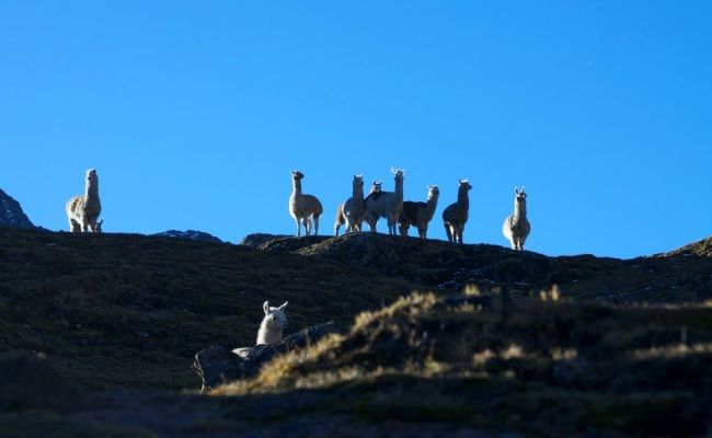 Short-Inca-Trail-to-Machu-Picchu-2-days