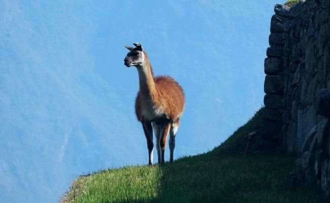 llamas in machupicchu
