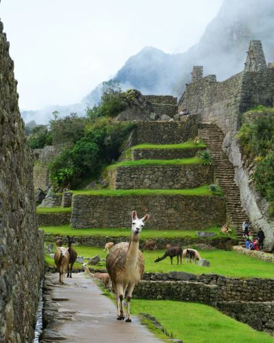 llama-in -Machupicchu llama-in-machupichu