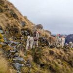 lares-trek-by-peru-trek