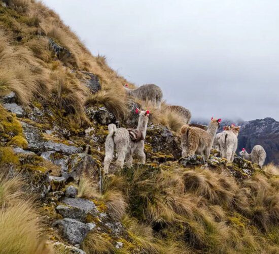 lares-trek-by-peru-trek