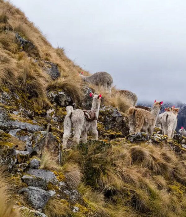 lares-trek-by-peru-trek