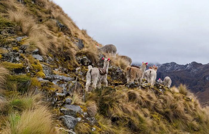 lares-trek-by-peru-trek