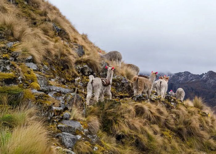 lares-trek-by-peru-trek