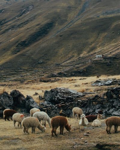 Reasons-to-Visit-Rainbow-Mountain-Vinicunca-alpacas Rainbow-Mountain-Vinicunca-alpacas