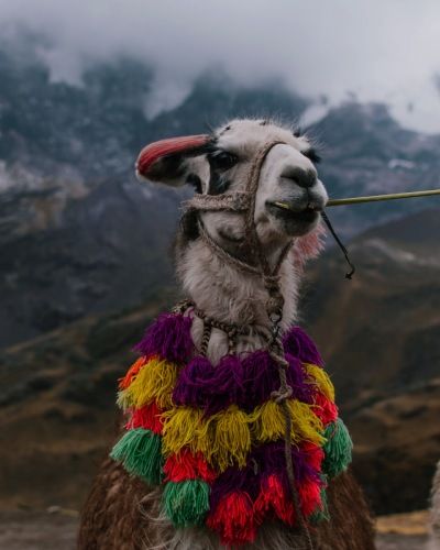 Reasons-to-Visit-Rainbow-Mountain-Vinicunca-llamas Rainbow-Mountain-Vinicunca-llamas