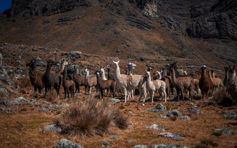 pallay-punchu-llamas