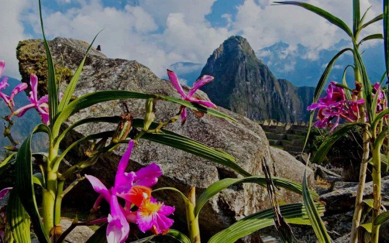 inca-trail-2-days-orchids